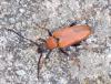 Stictoleptura rubra